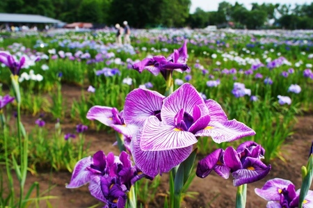 2012-7-11八紘学園菖蒲 033.jpg